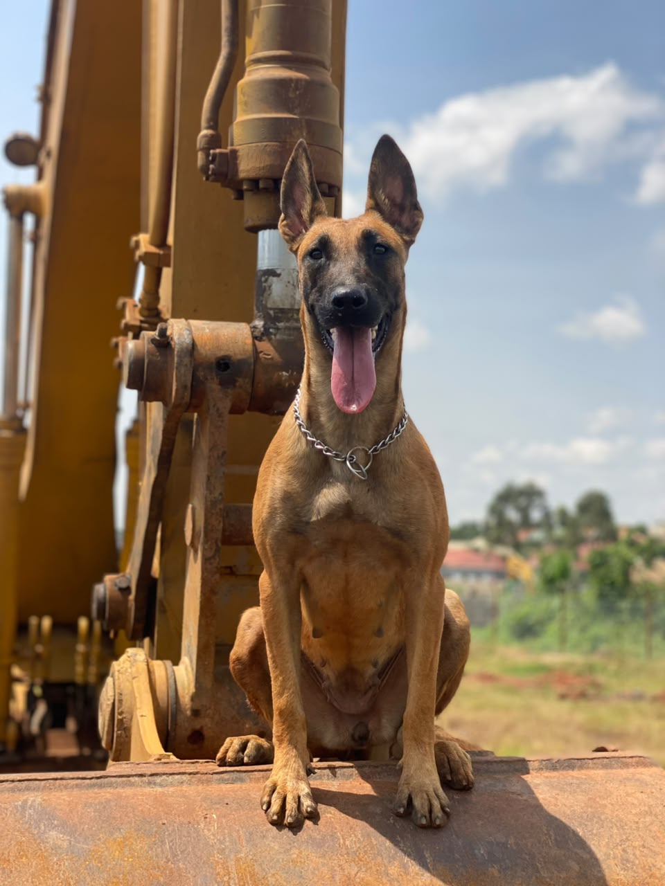 Belgian Malinois posed on an excavator boom