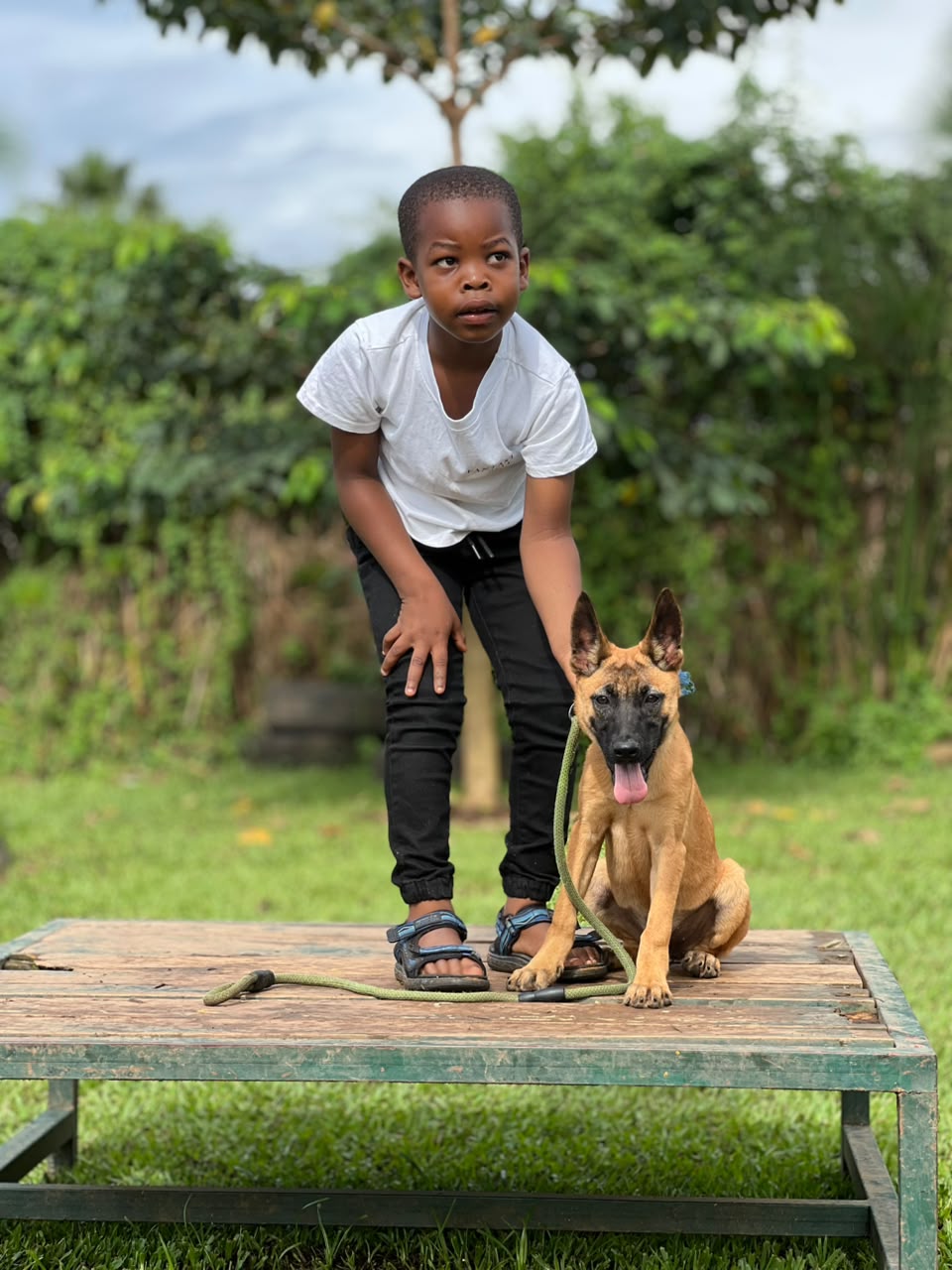 Young handler with a Malinois puppy on the training platform