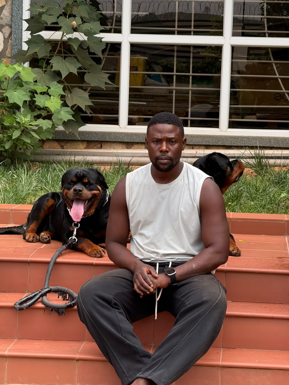 Trainer with two Rottweilers on the steps